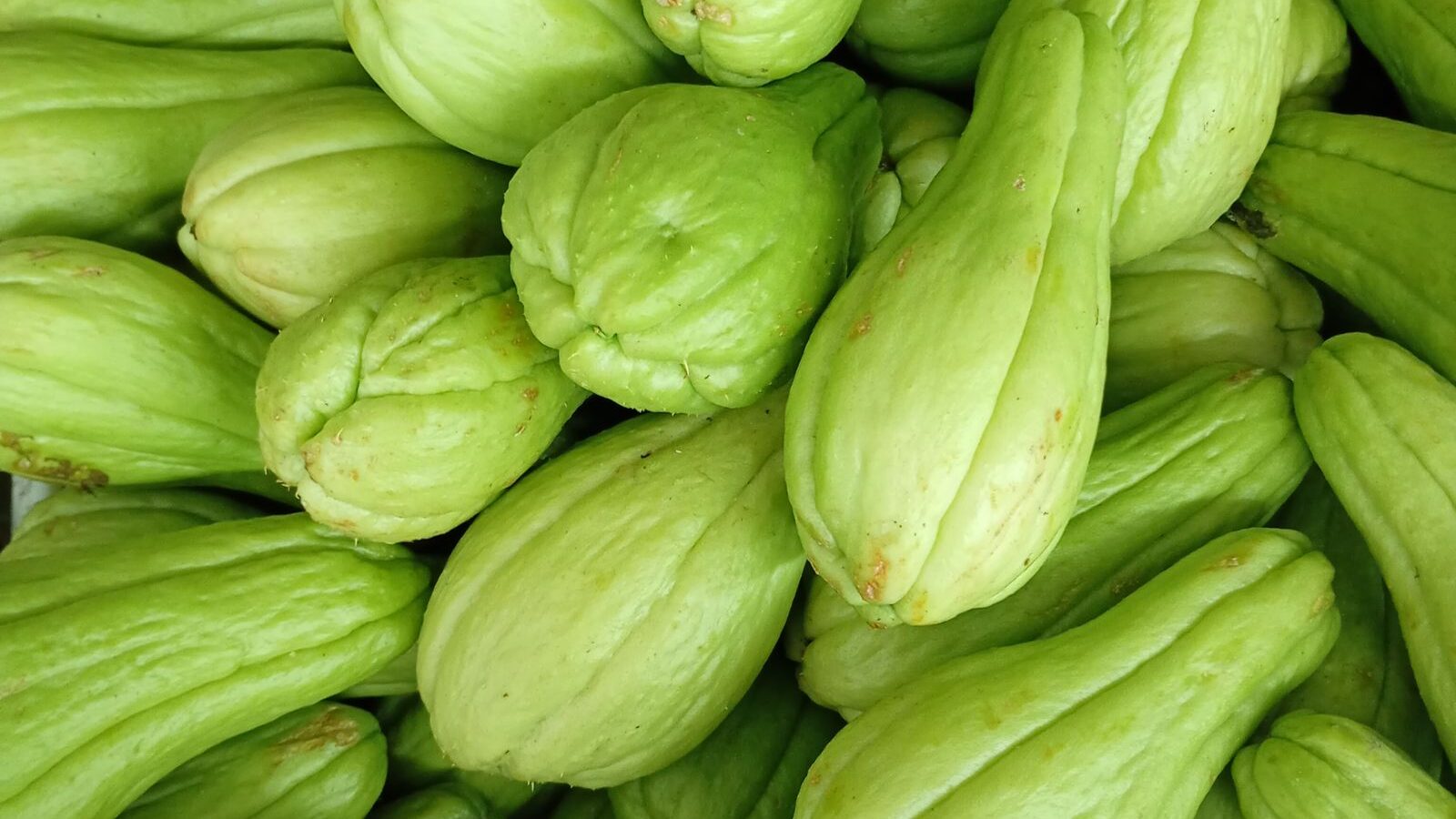 Chayotes frescos, ingrediente del picadillo de chayote